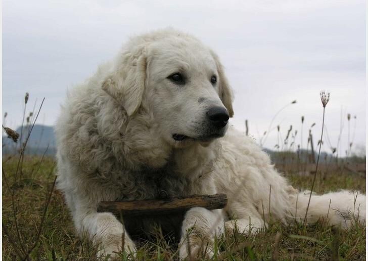 #38. Kuvasz (tie)